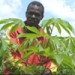 Counting on cassava in South Sudan